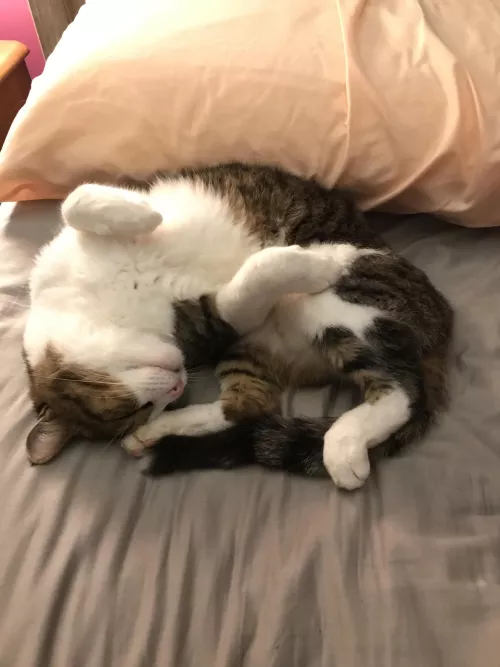 Does [m]y boy qualify for feline playboy?