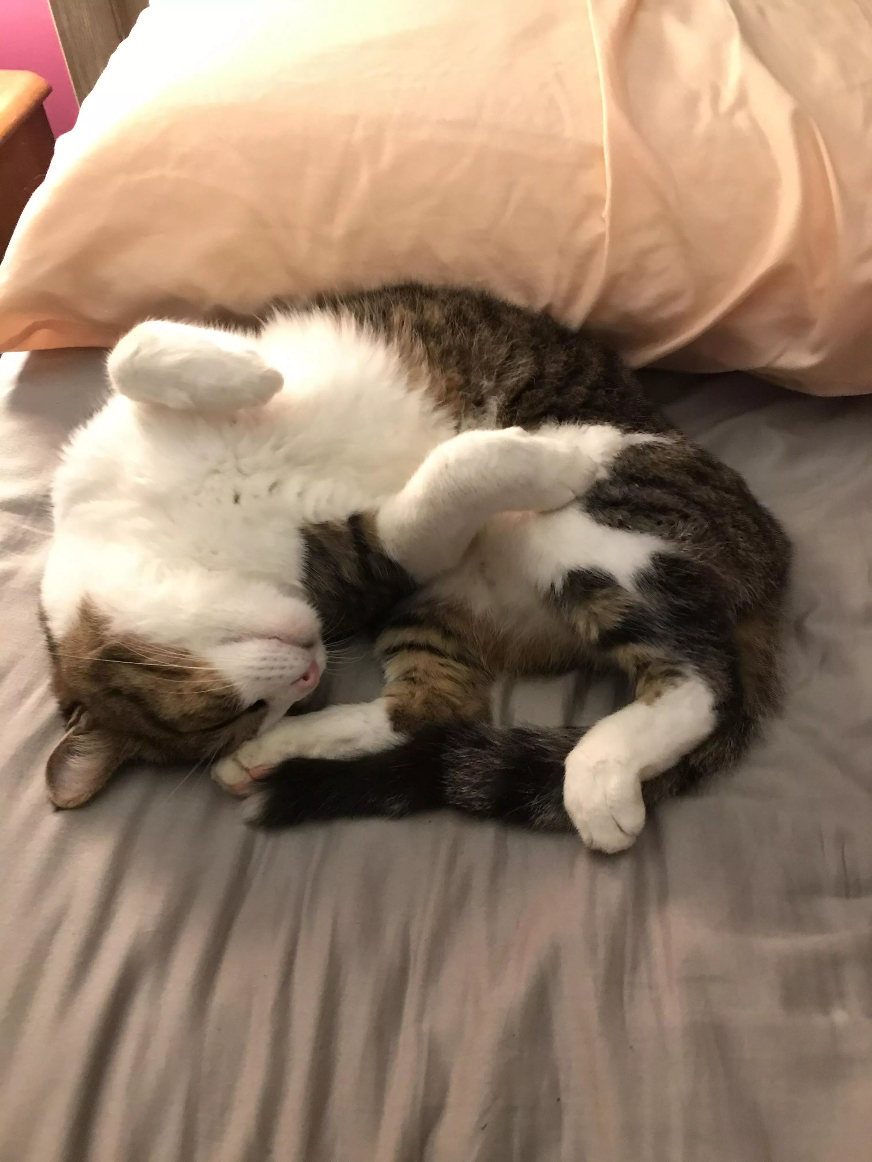 Does [m]y boy qualify for feline playboy?