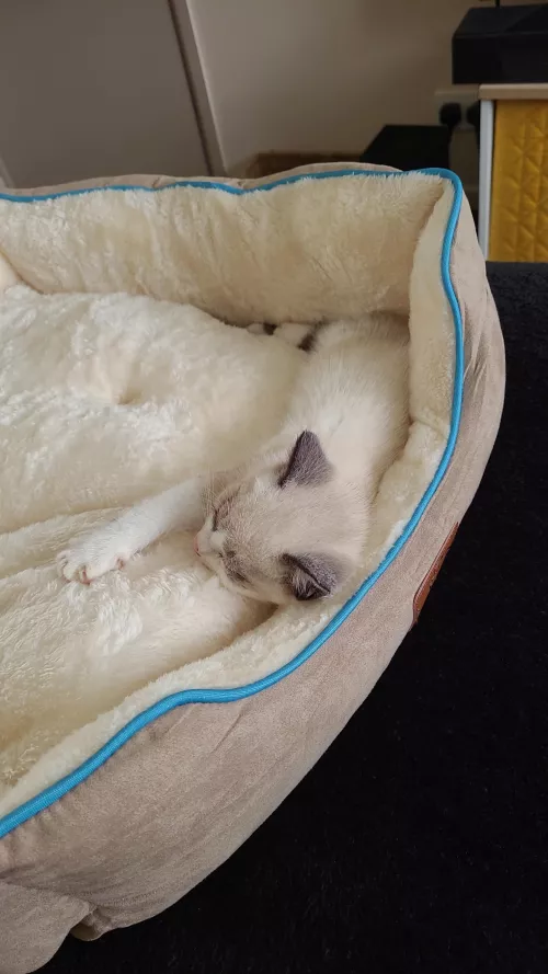 I woke up this morning and found a random pussy in my bed 😳