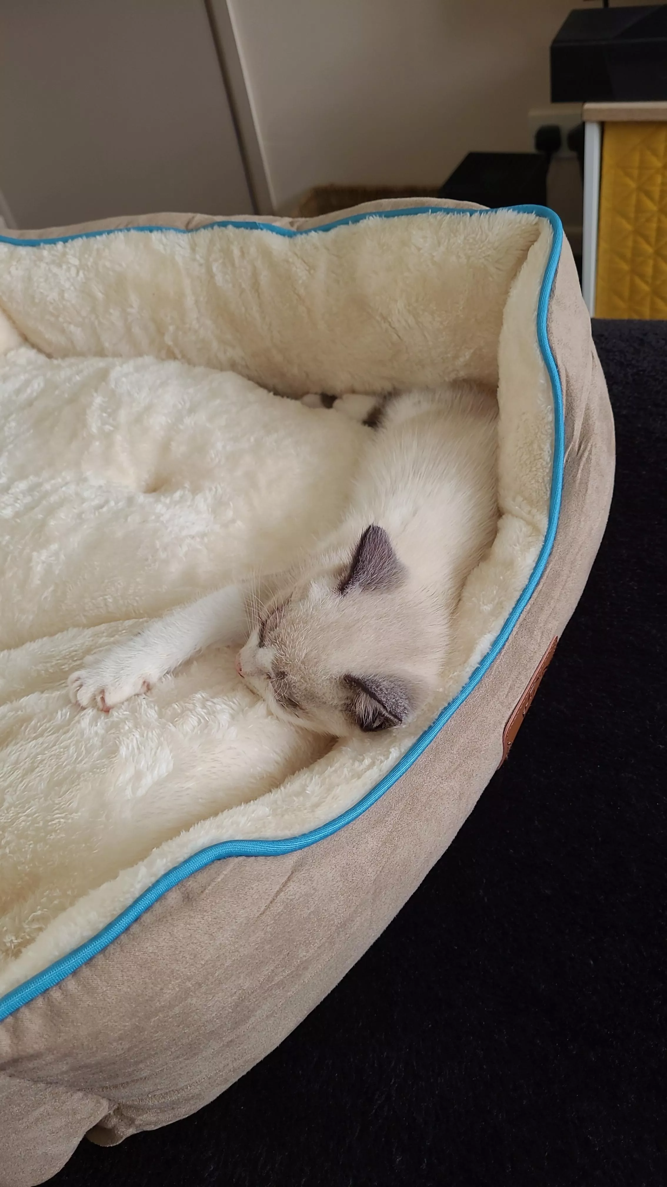 I woke up this morning and found a random pussy in my bed 😳