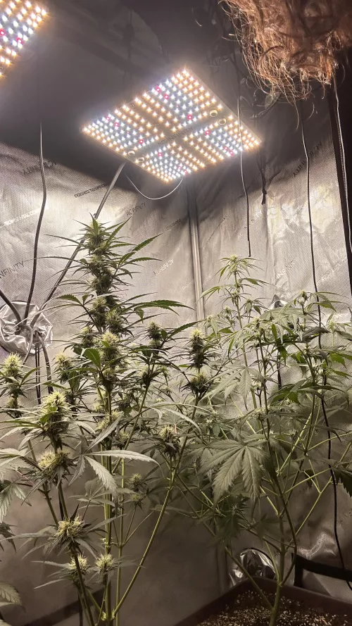 Just pretty weed no boobs 😇