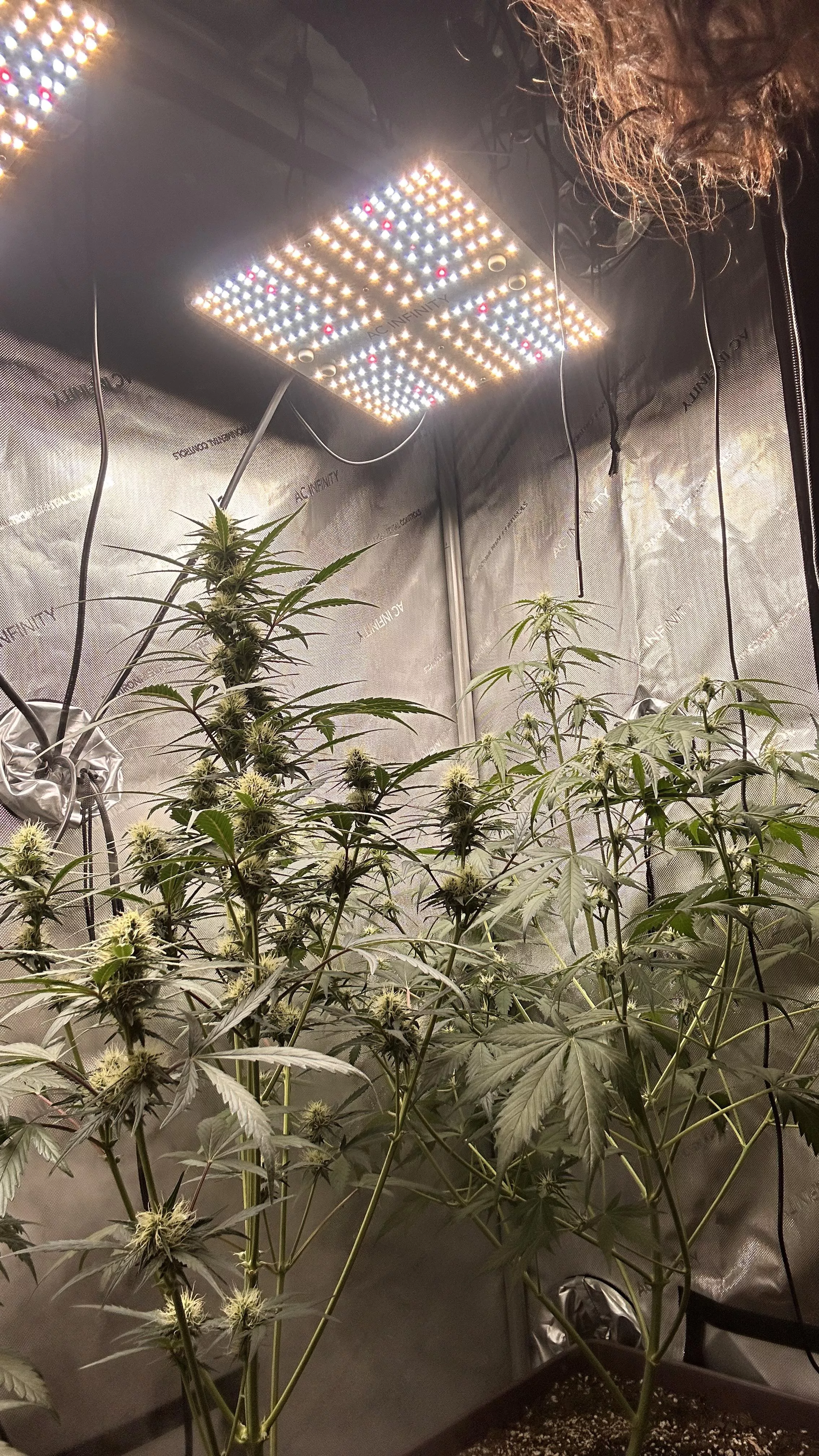 Just pretty weed no boobs 😇