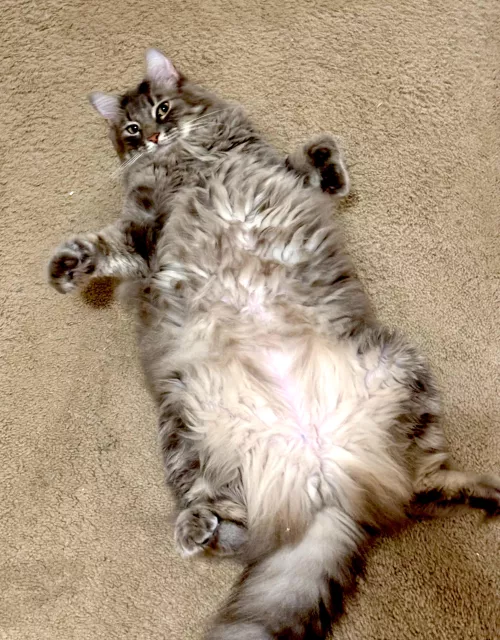 [m] debauchery never been so fluffy 