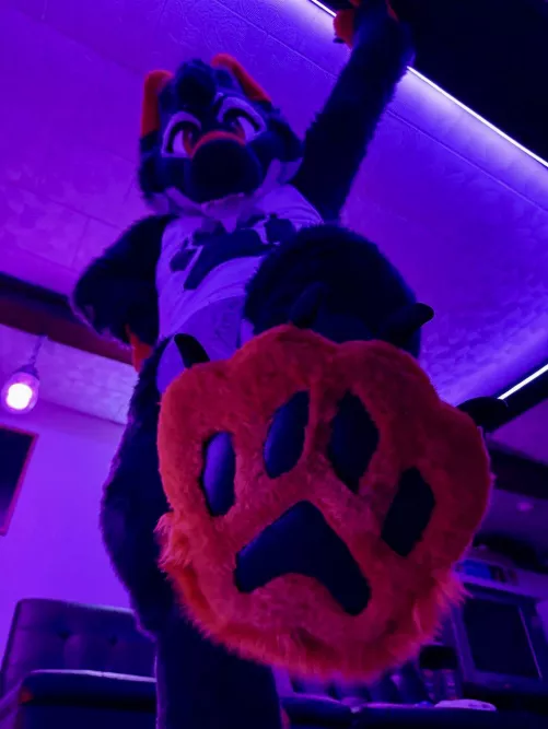 M Fursuit Paws (read my comment!)