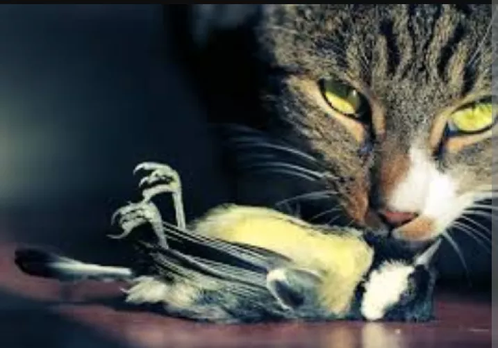 Pussy lips pressed against a tit.