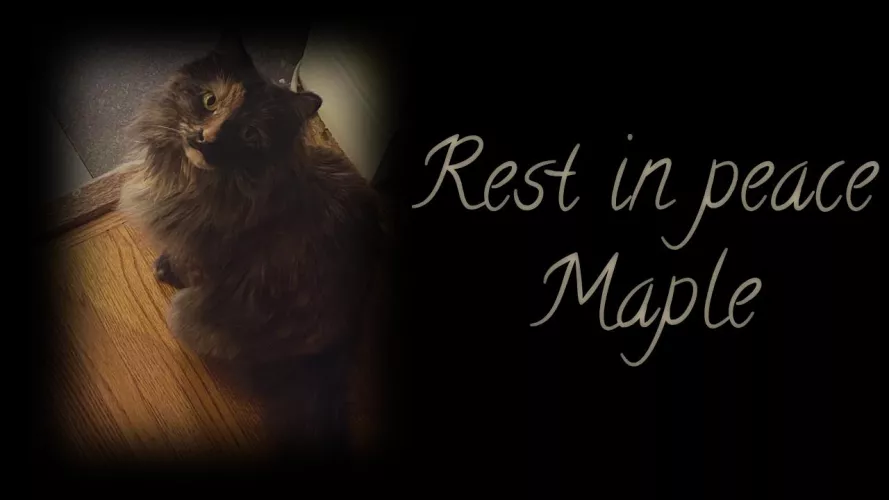 ❤️Rest in Peace Maple❤️