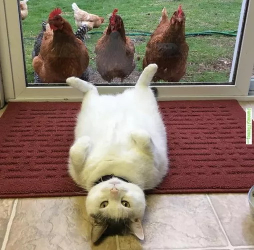 Three cocks sizing up a loose pussy.