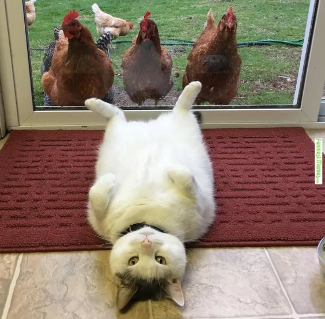 Three cocks sizing up a loose pussy.