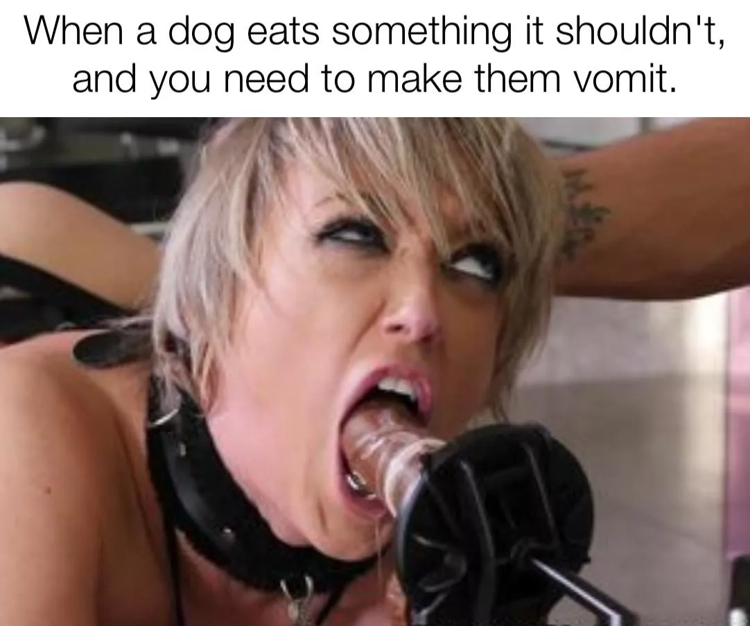 When your dog thinks everything is edible 