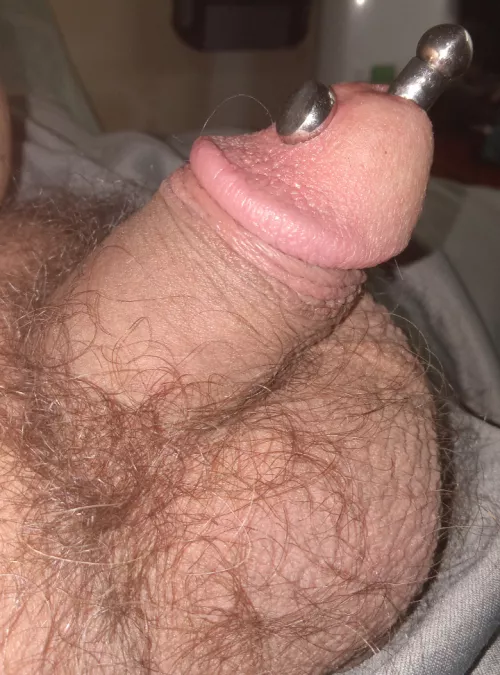 Prince albert wand in my apydravya 