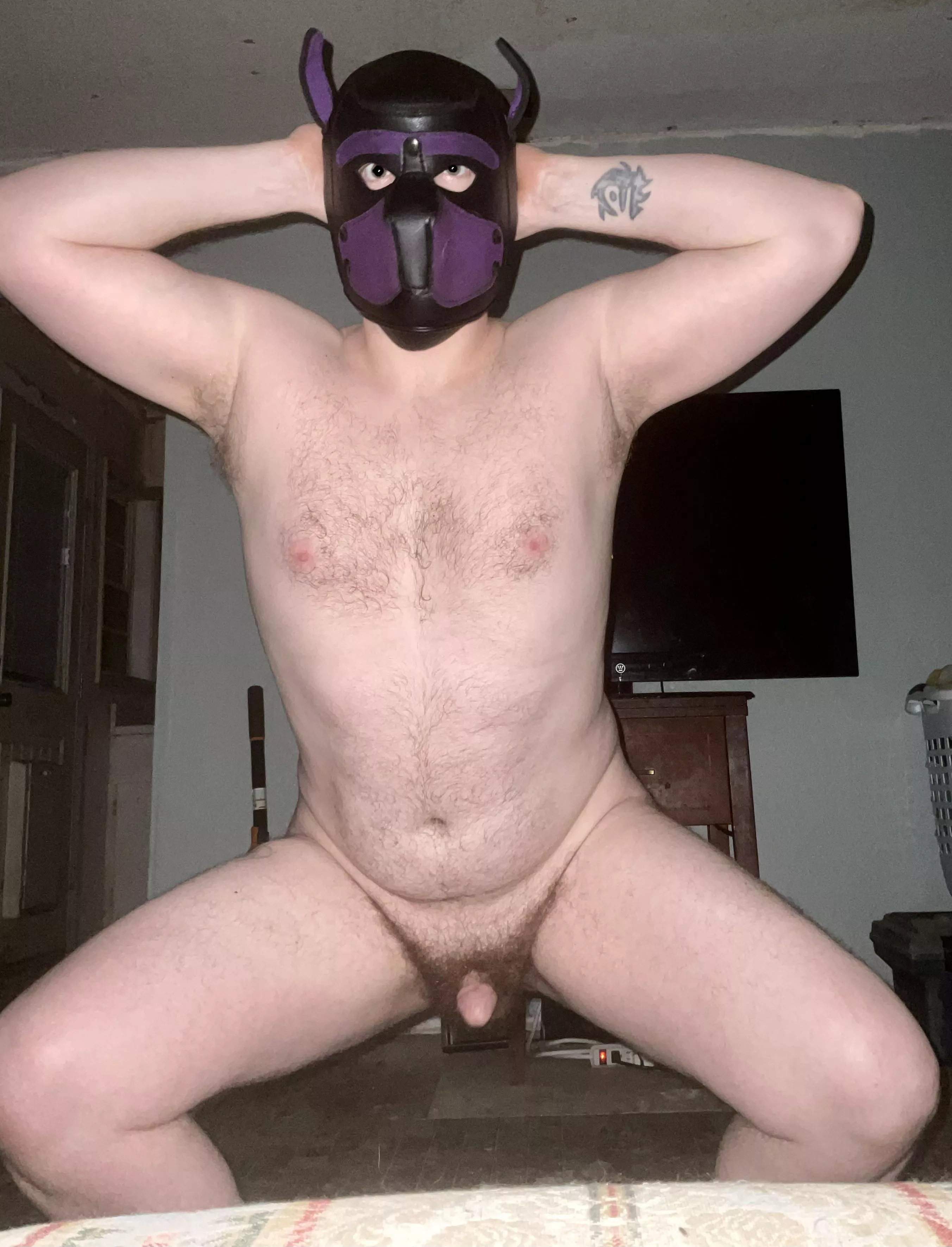 Puppy In Heat Looking For Alpha