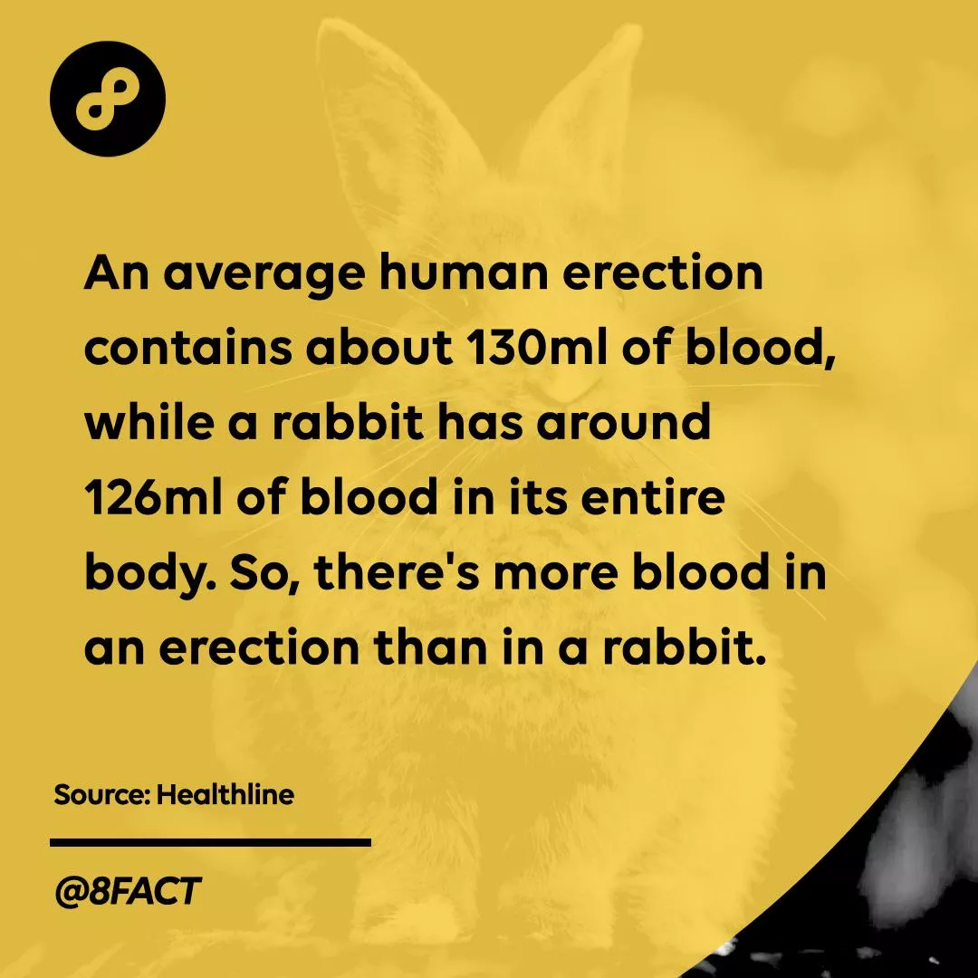 How small can rabbits get?