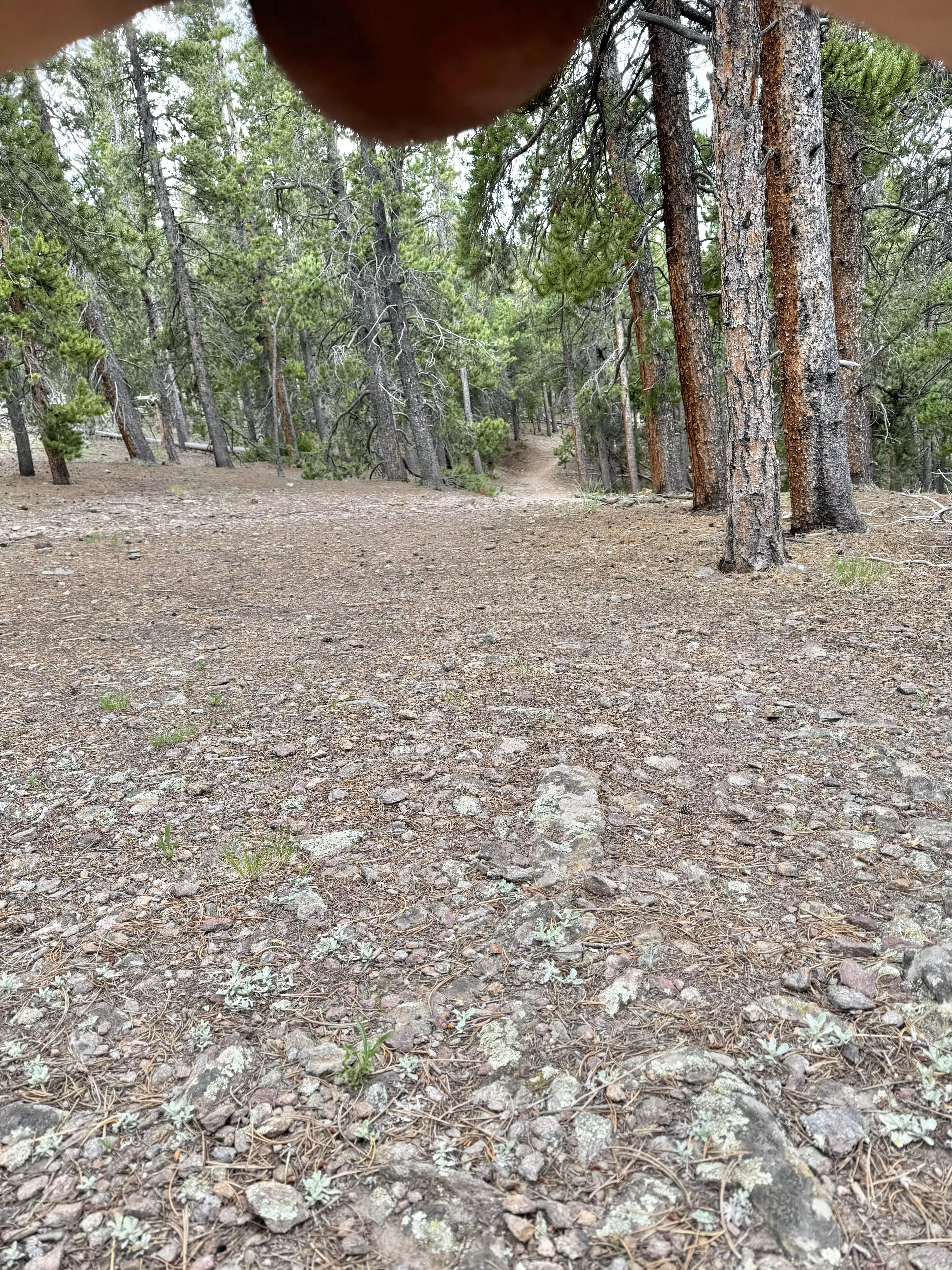 Just a little bit of nuts