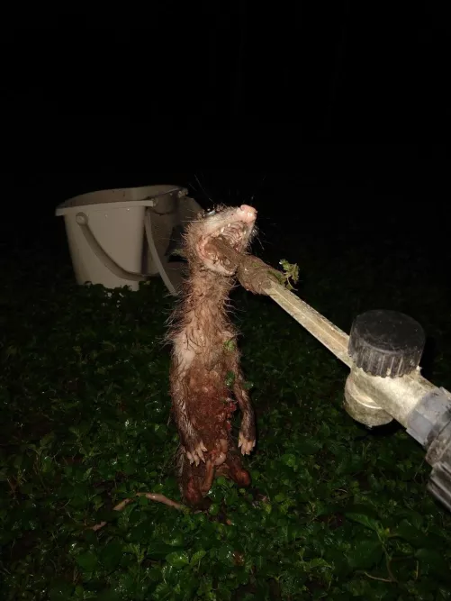Cursed_Rat