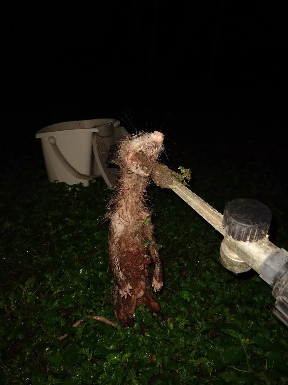Cursed_Rat