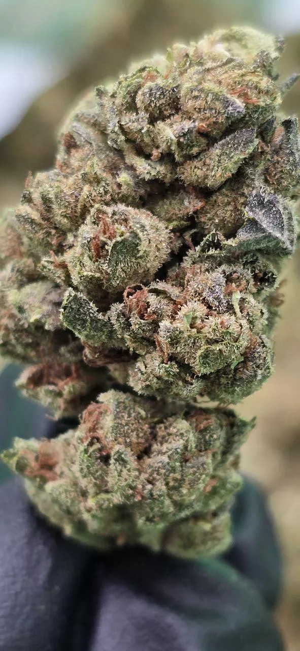 Peanut Butter Jelato