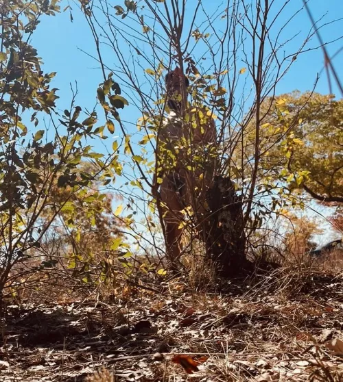 A lion waiting for its prey 