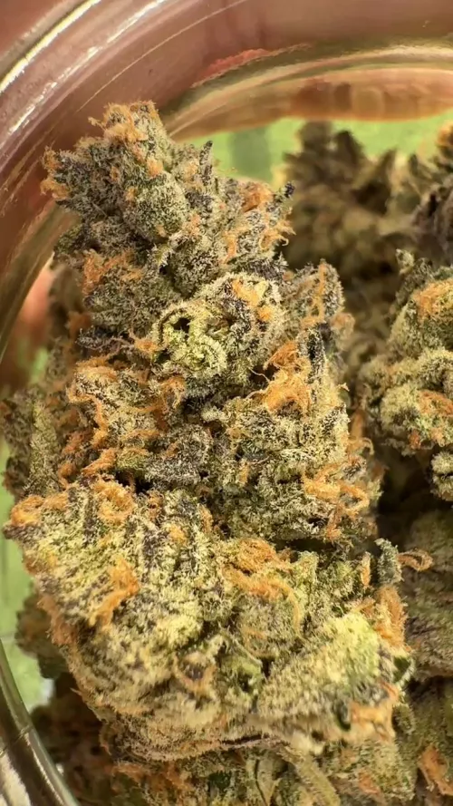 California Black Roze #2