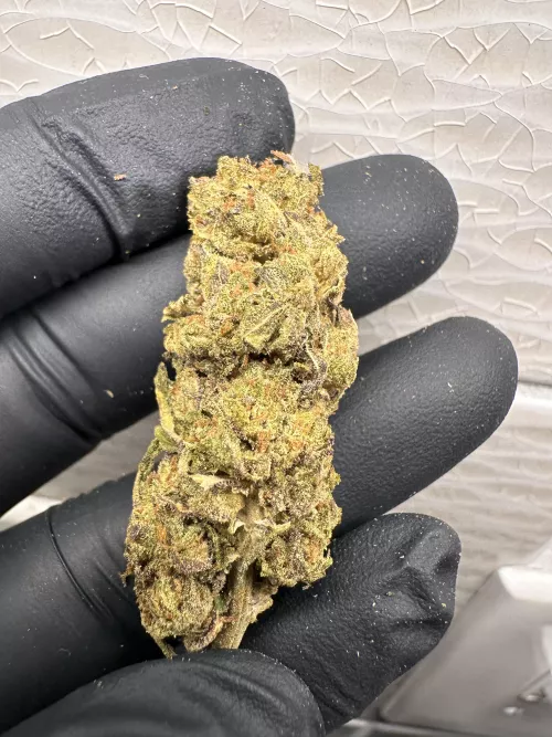 Forrest Gump 🏃‍♂️