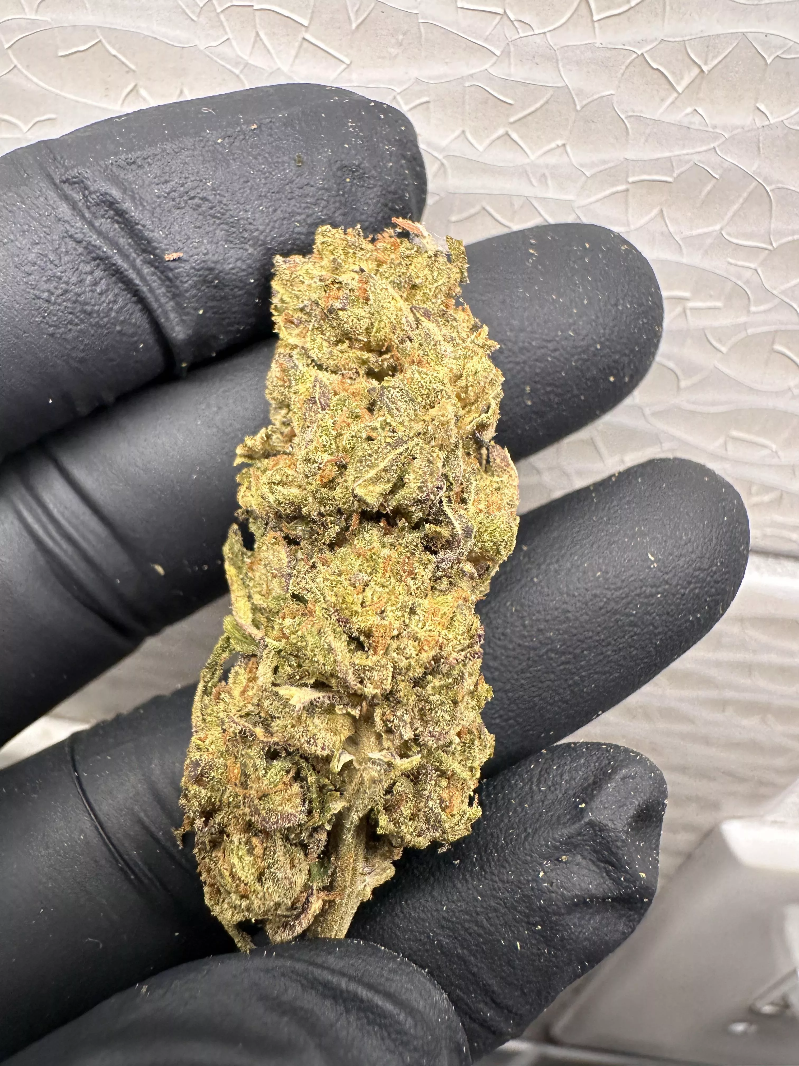 Forrest Gump 🏃‍♂️