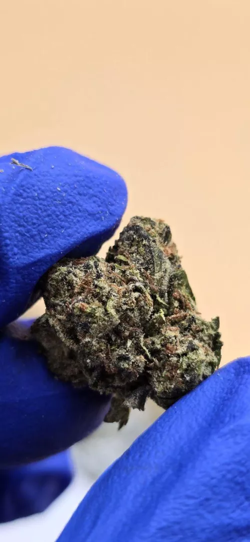 Lemon Cherry Gelato smalls