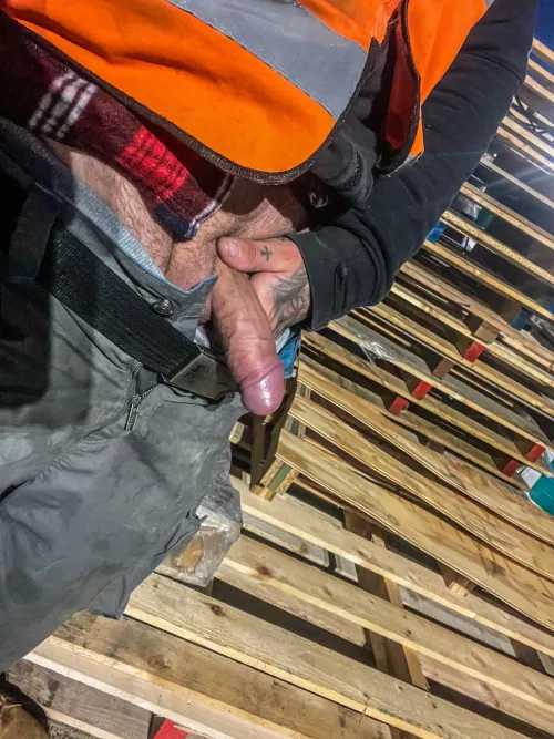 Morning cock flash in the yard 