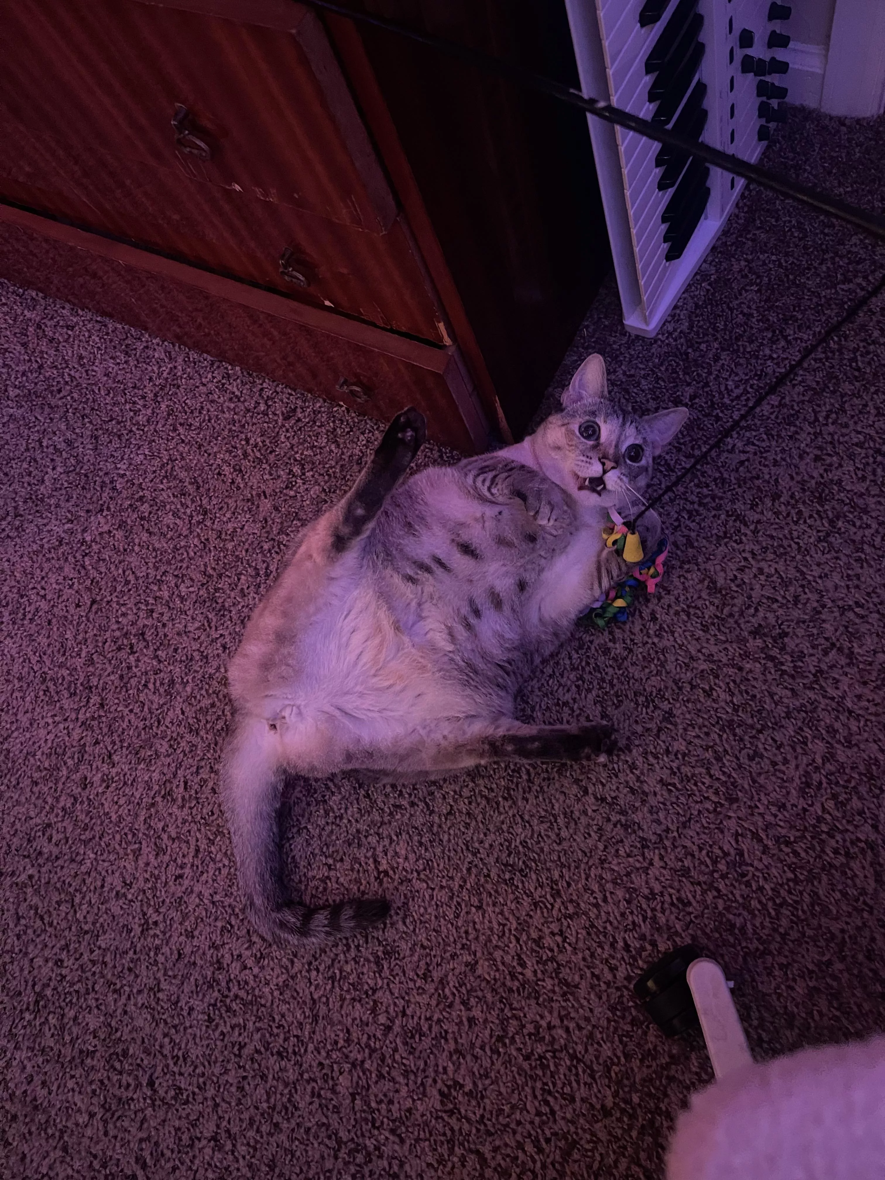 using her favorite toy [F]