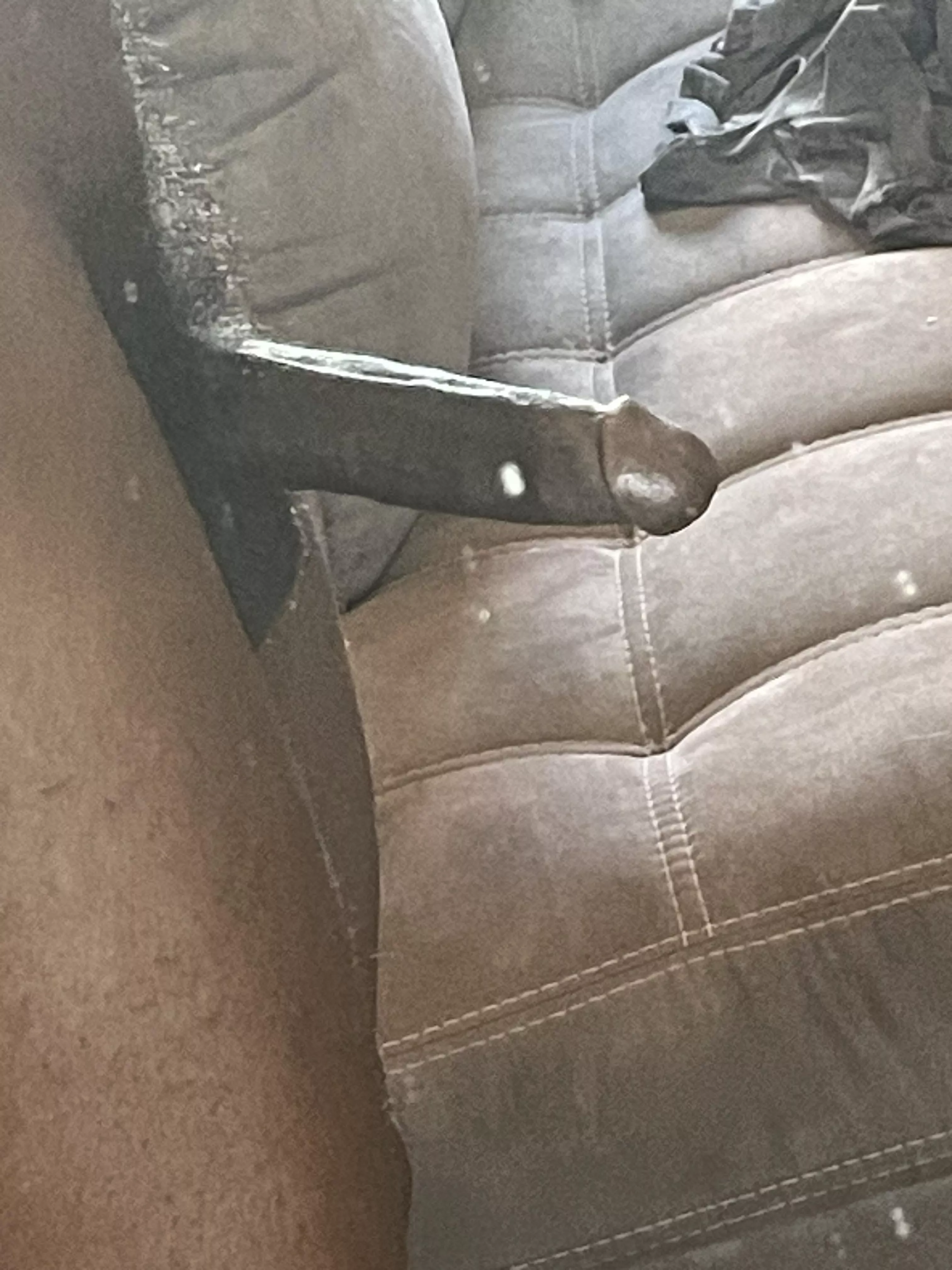 weiblicher Schneehase 