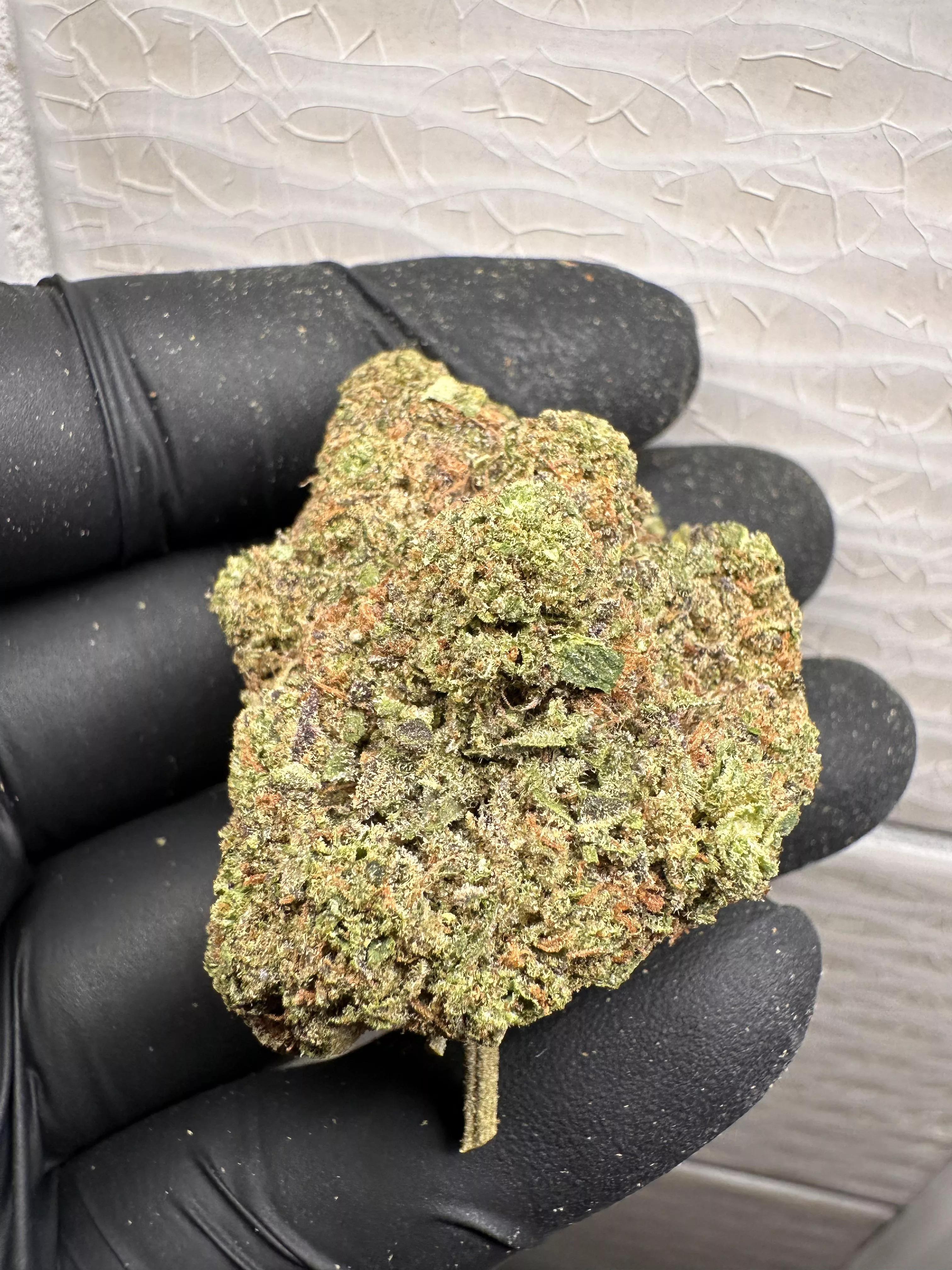 Biscotti 13 🍪DFW🚗