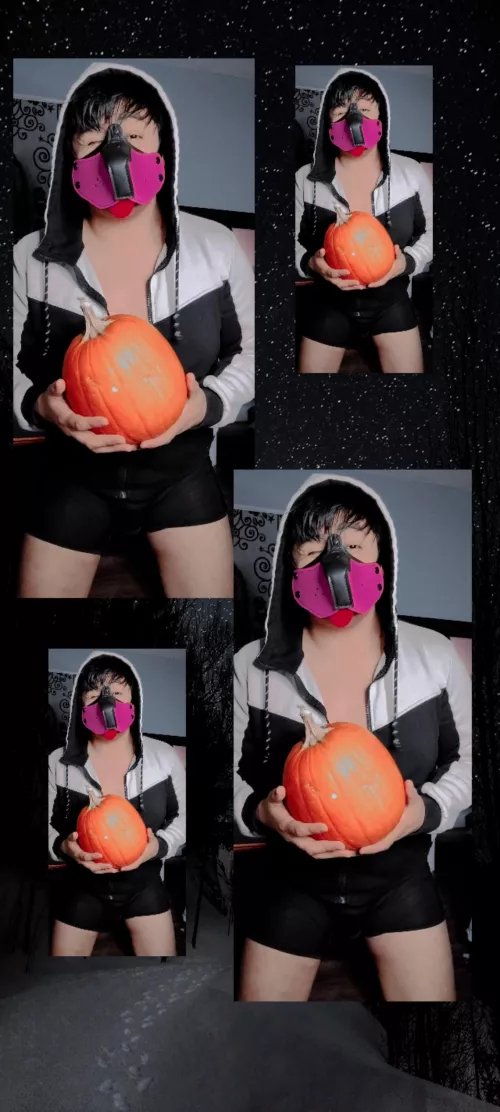 Doggo has a pumpkin!🎃 AWRUFFAWRUFF🐾🐶🐾