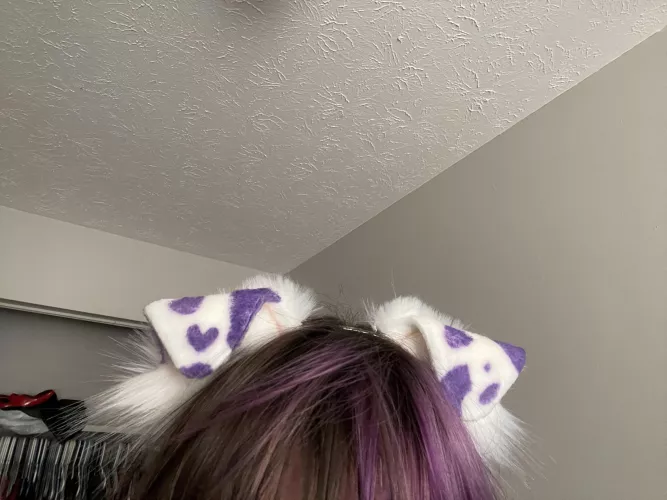 My puppy ears arrived 💜