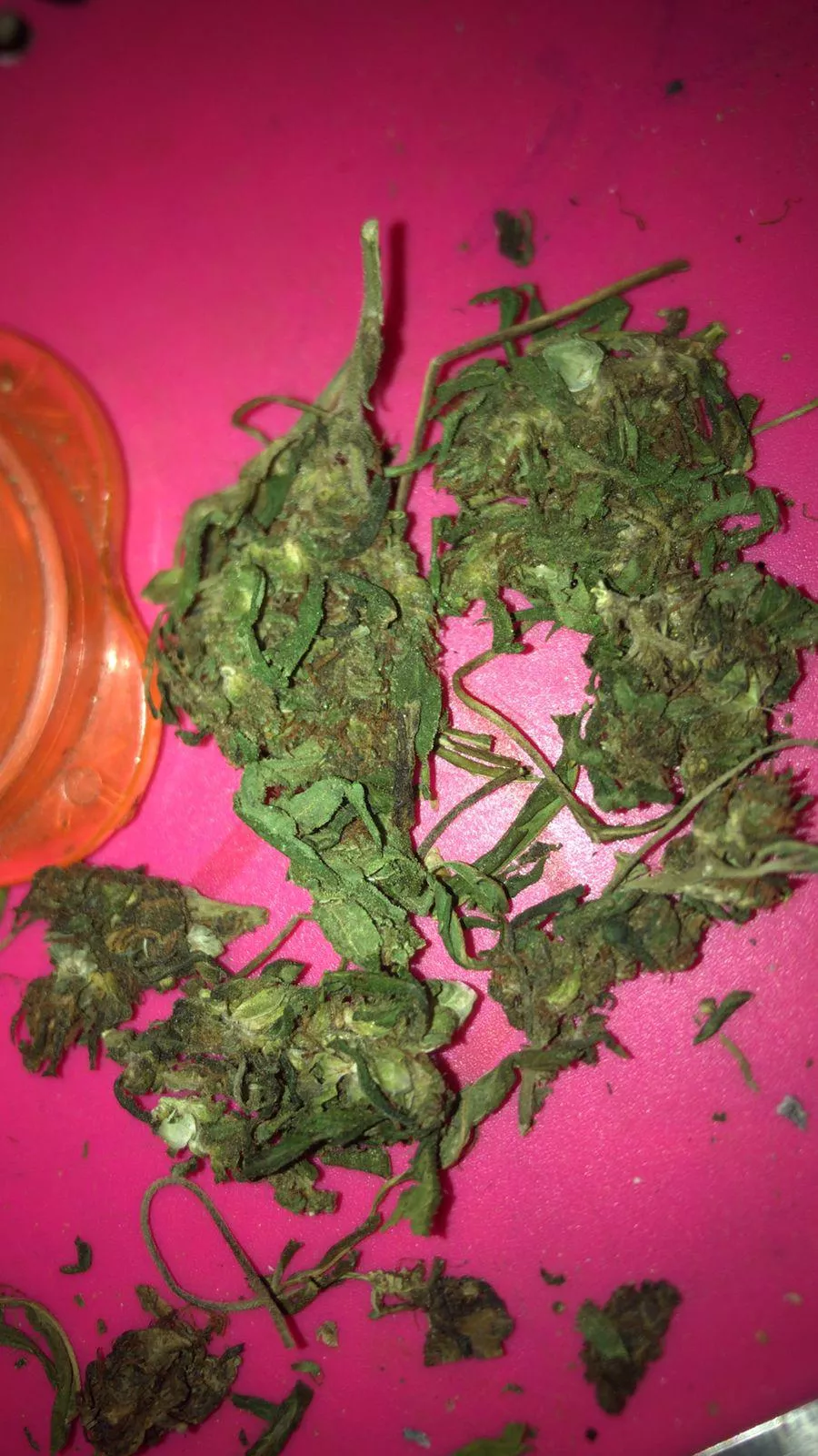 Tal do “manga rosa” ⭐️