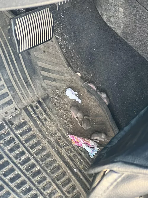 There is a mouse nest in my car.