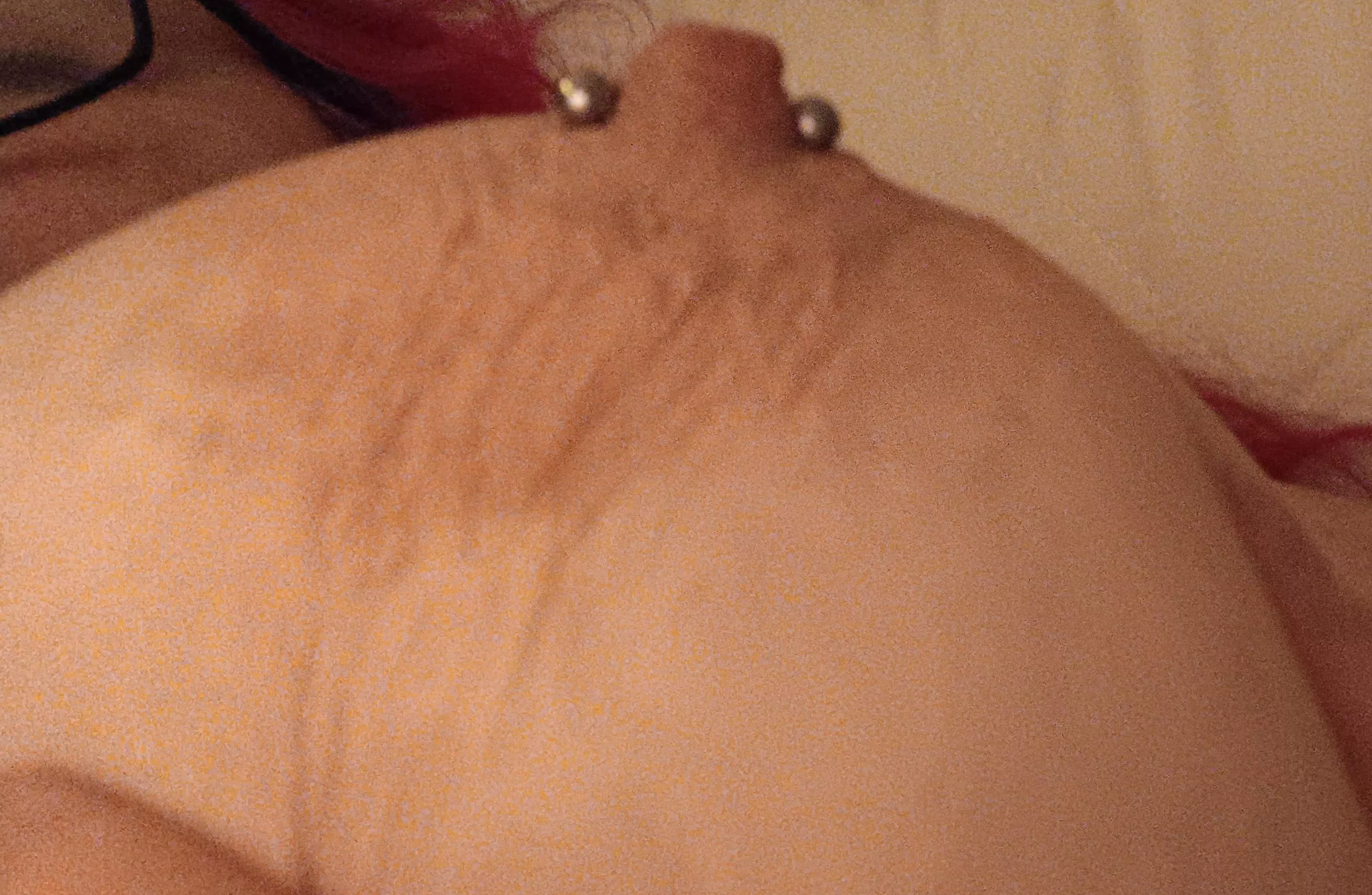 An Australian great white pointer 