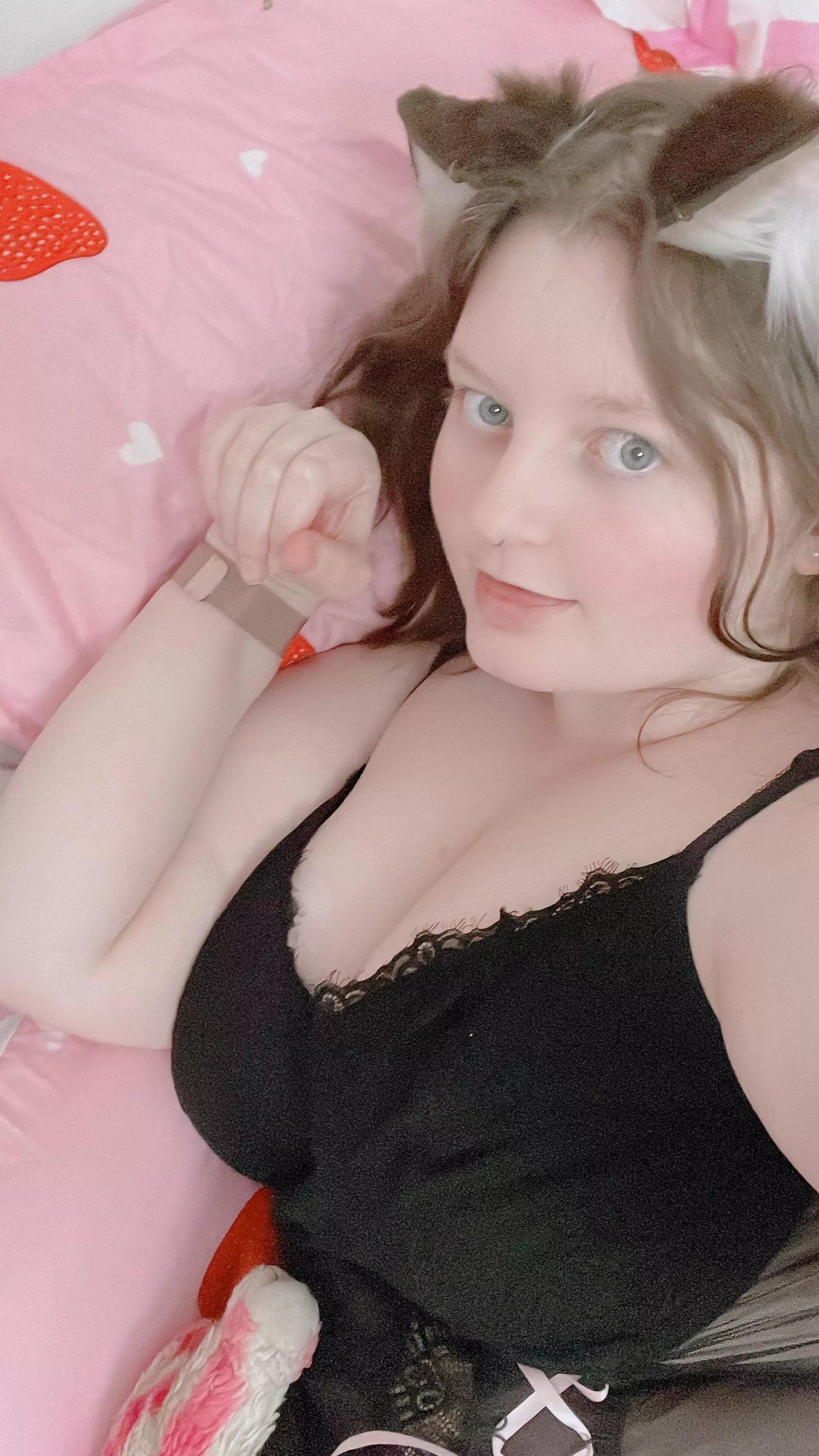 chubby kitties need playmates!