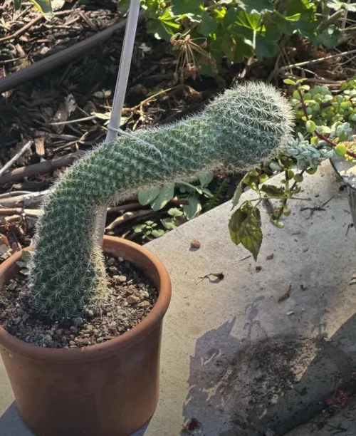 Go fuck yourself with THIS!