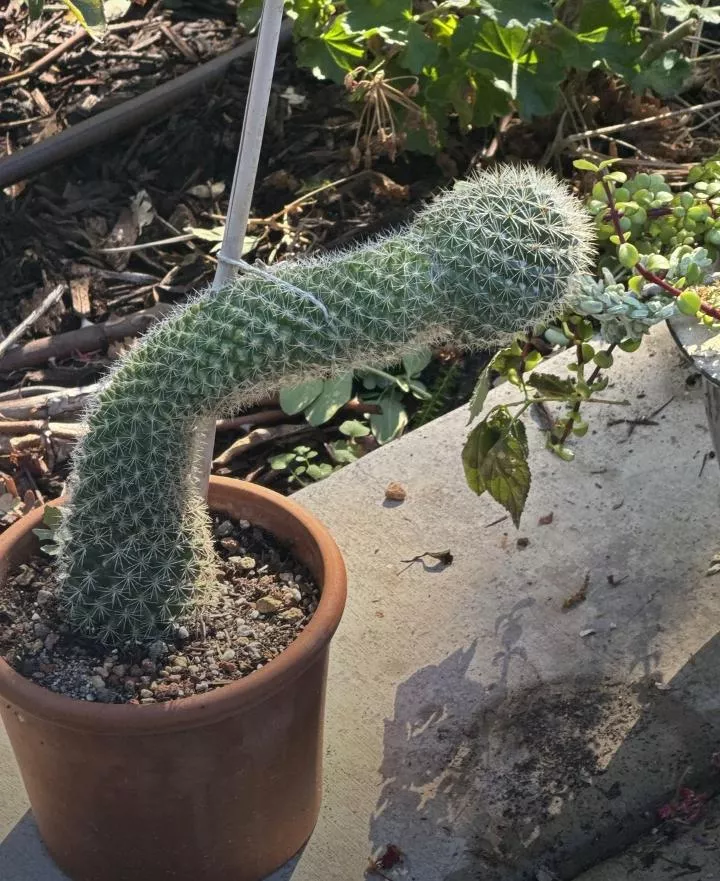 Go fuck yourself with THIS!