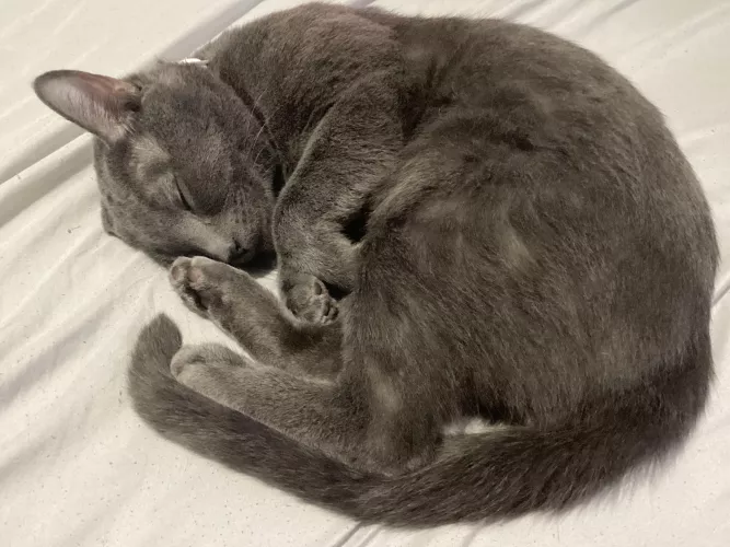 Me and my cat think you’re a fuckhead. Fuck you. 