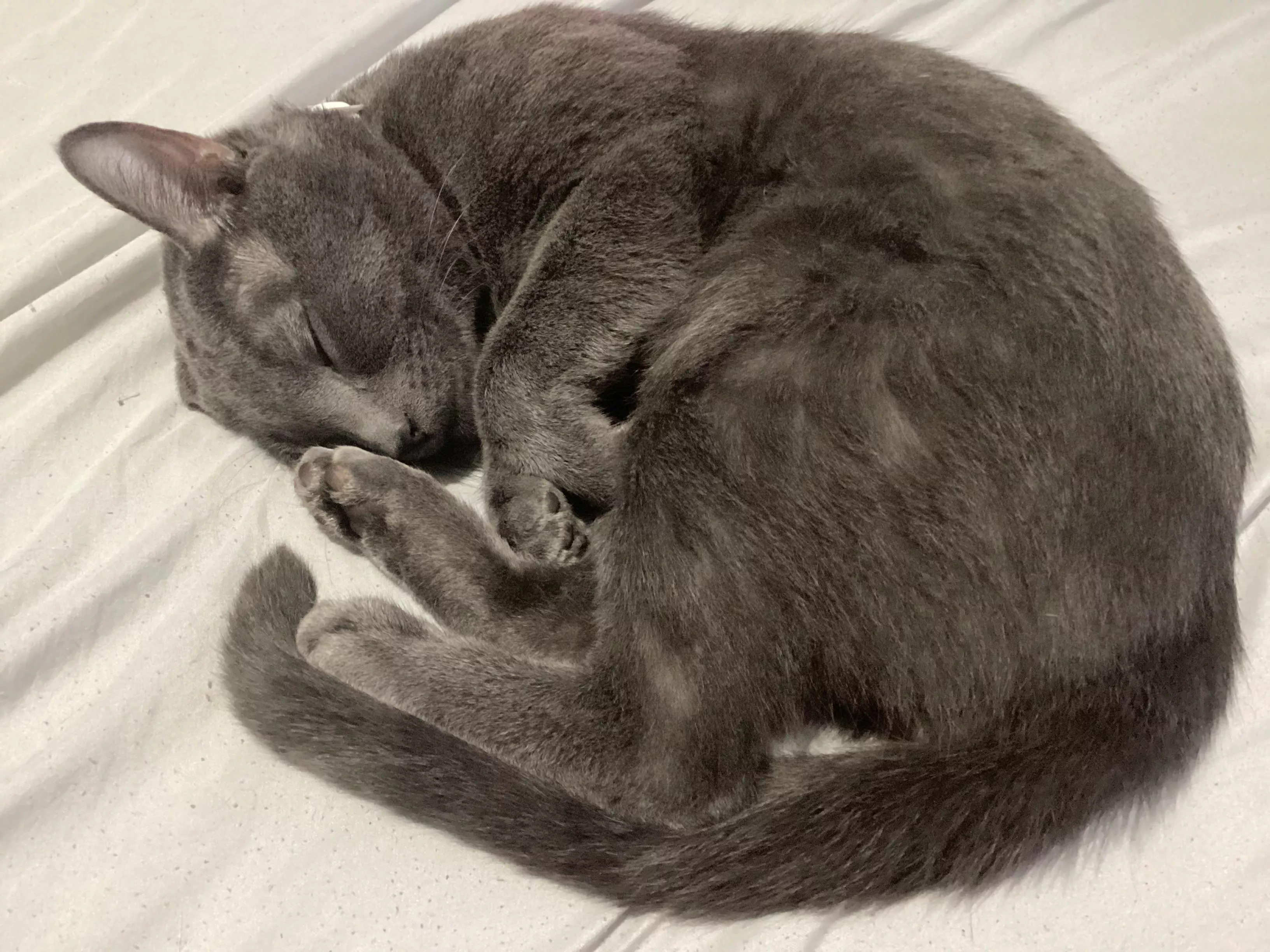 Me and my cat think you’re a fuckhead. Fuck you. 