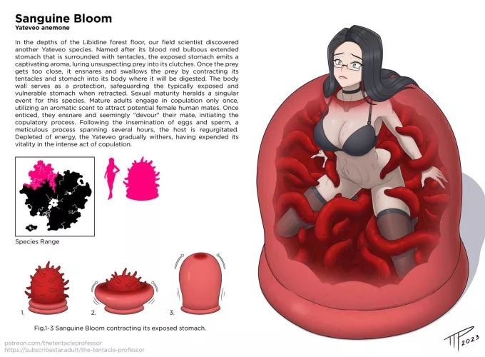 Sanguine Bloom; Yateveo anemone (@TheTProfessor/The Tentacle Professor)