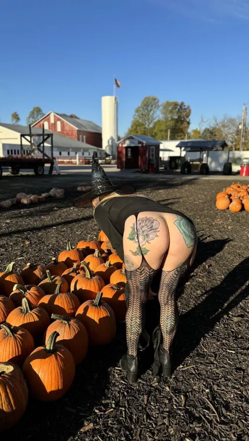I see a kinky witch and a nice round pumpkin in the pumpkin patch. 