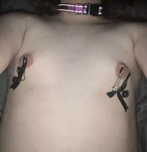 Kitty bells and pup collar!!