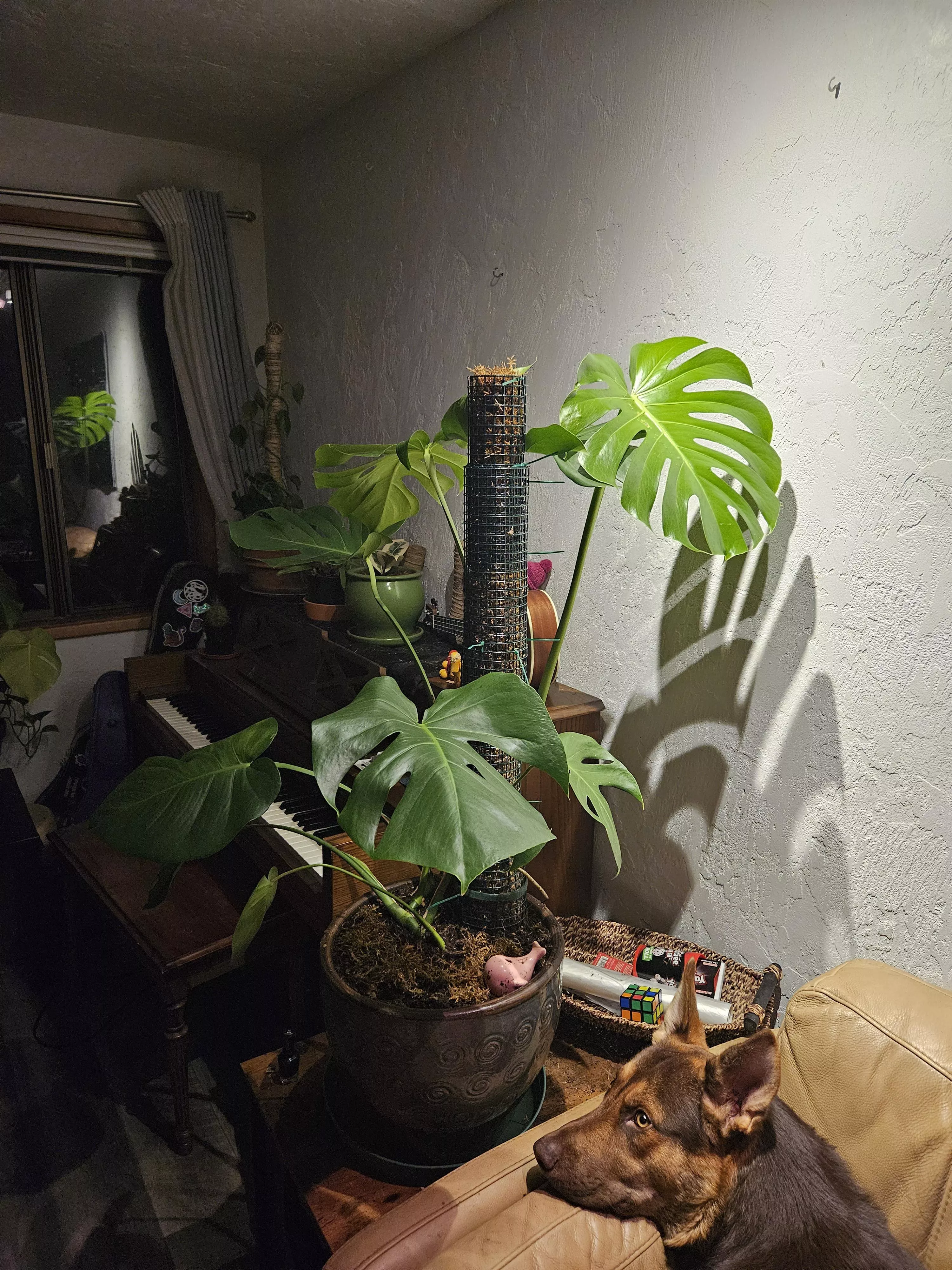 My houseplants are beautiful. Don't you wish I spent an ounce of the time on you as I do on them? 