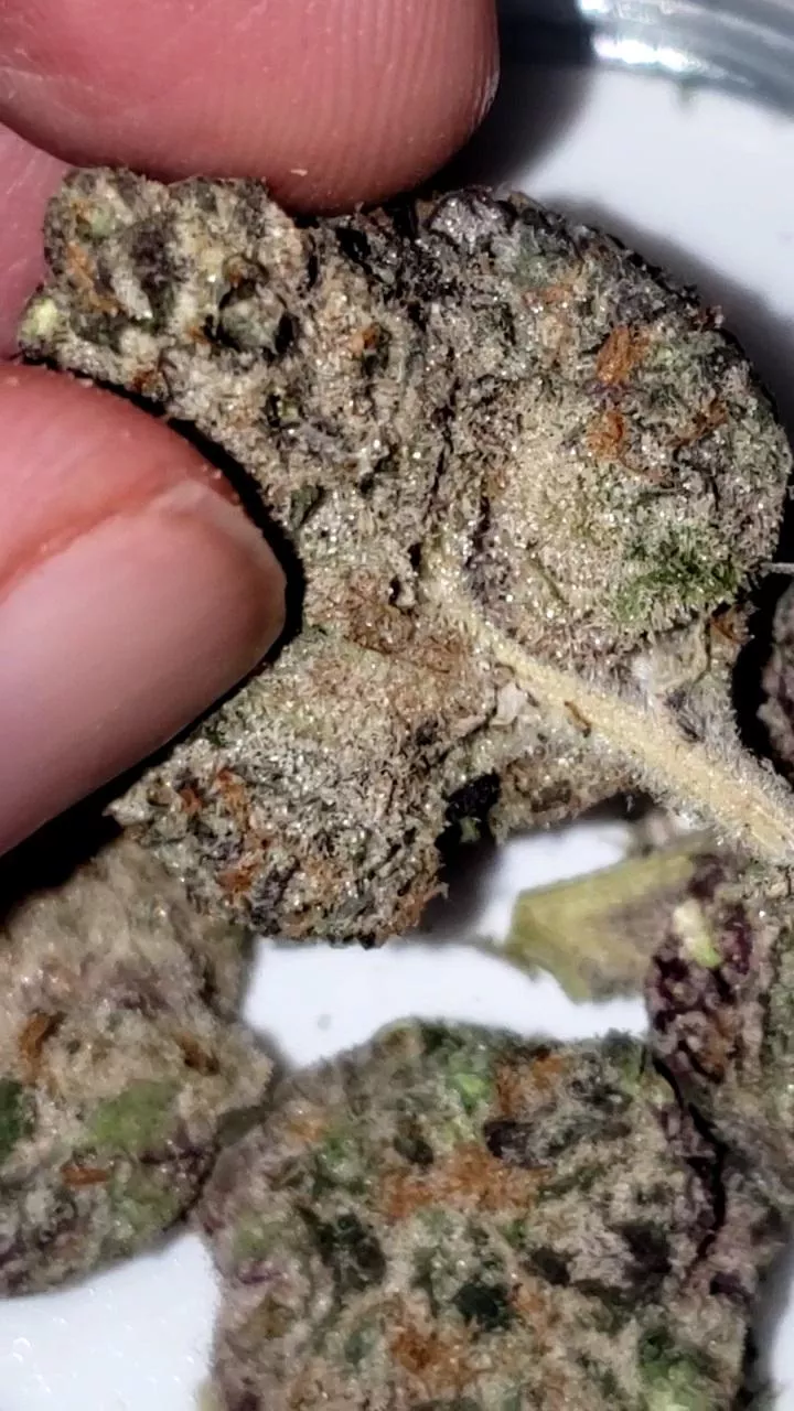 Cali gold farms opinion incomming