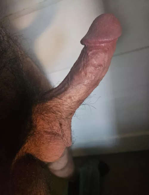 Sunset cock [33]
