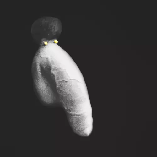 Afro Elephant - Nuthin' but Smiles