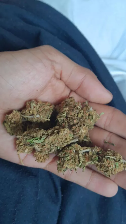 Blue dream- flor recheada em THC 