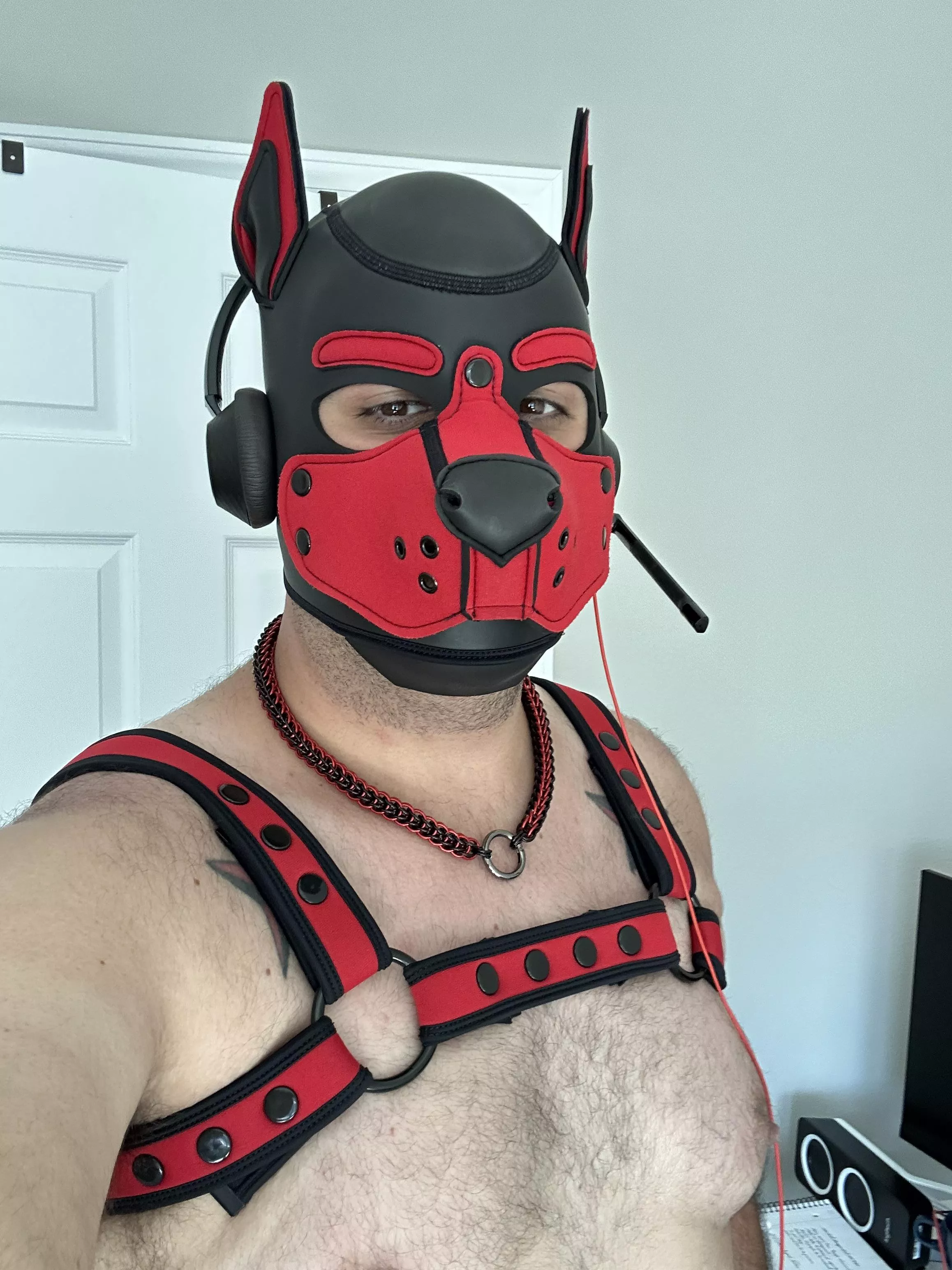 Need an under-desk good boy…