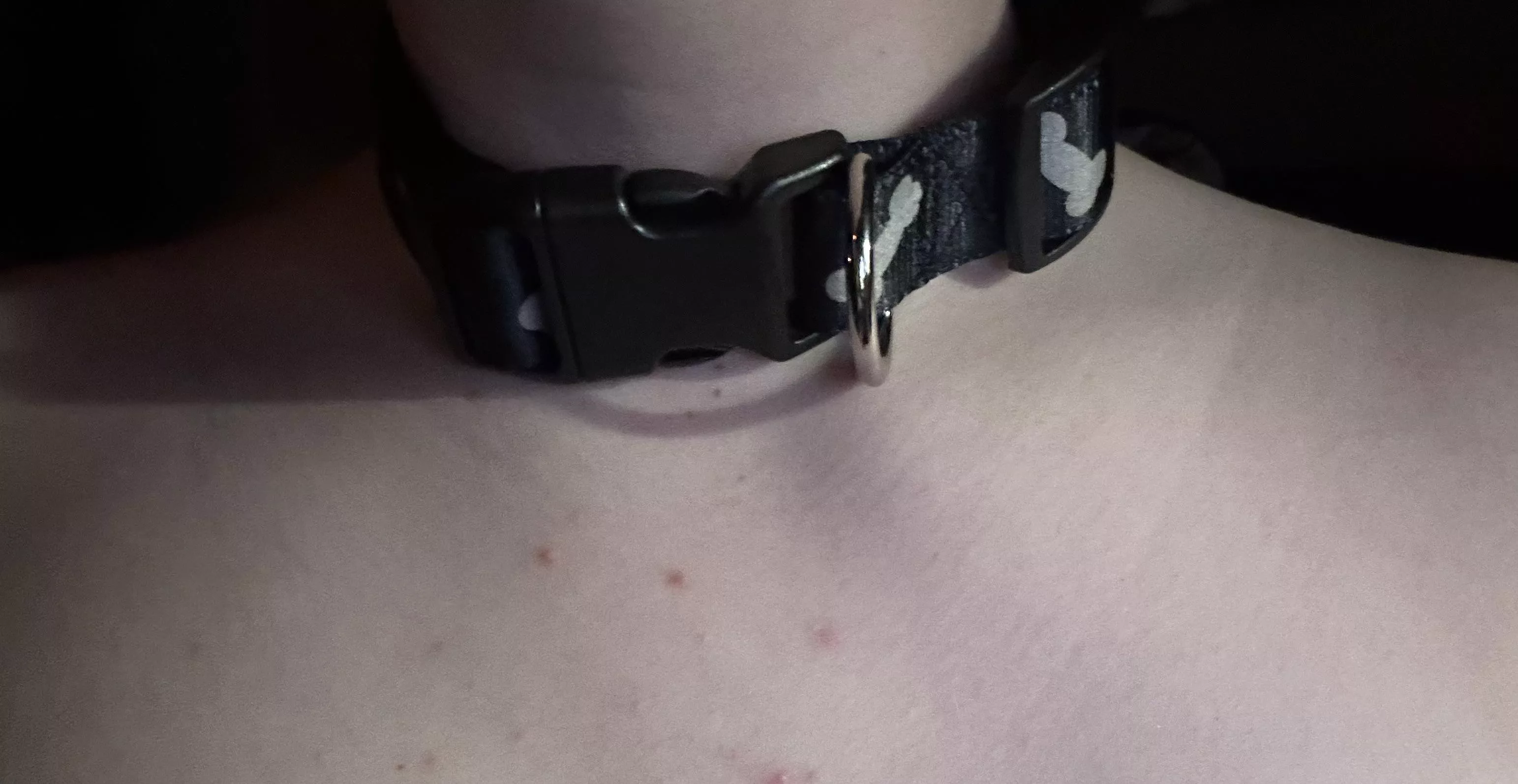 puppy got a collar 🐶