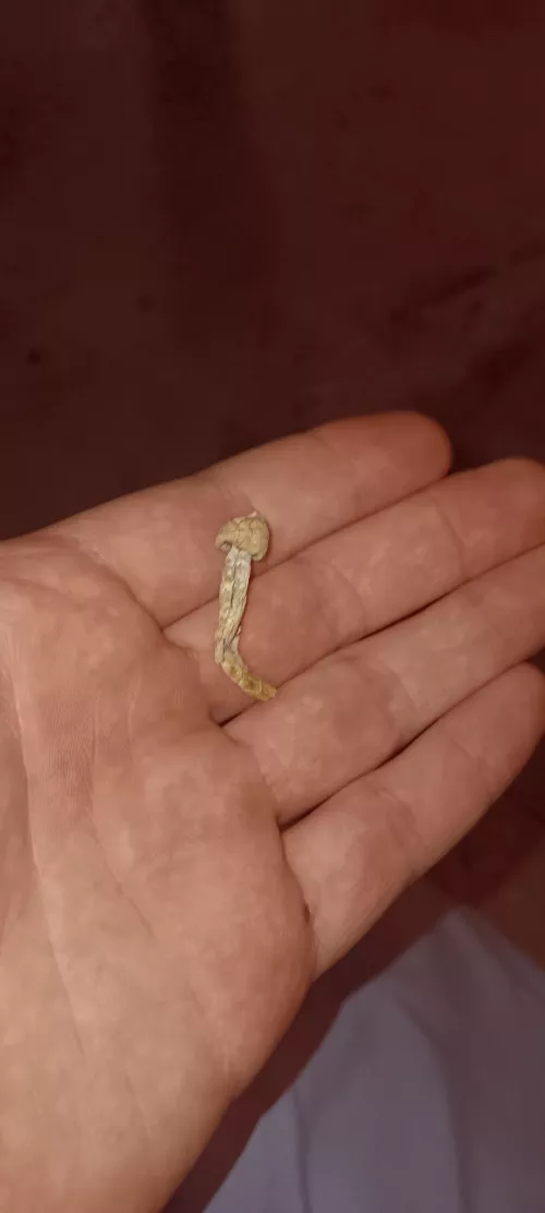 To all my eyeballers, this a fuckin micro dose to ya?